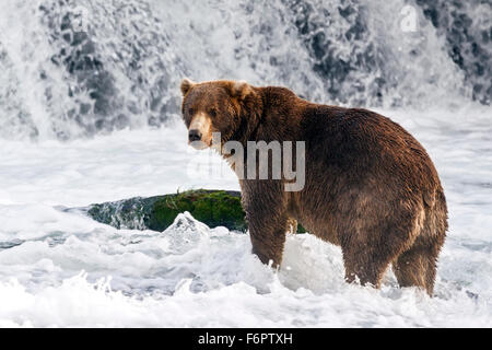A juvenile male coastal brown bear actively searches beneath a thundering waterfall for Sockeye salmon during their migration Stock Photo