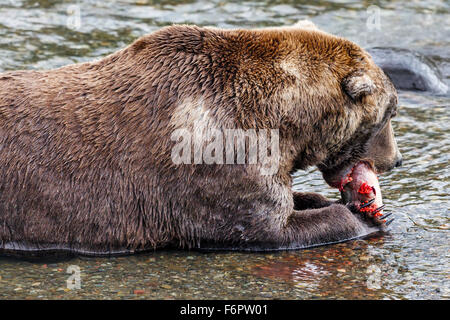 The adult male brown bear, 'Spot', feasting on his freshly caught salmon complete with roe Stock Photo