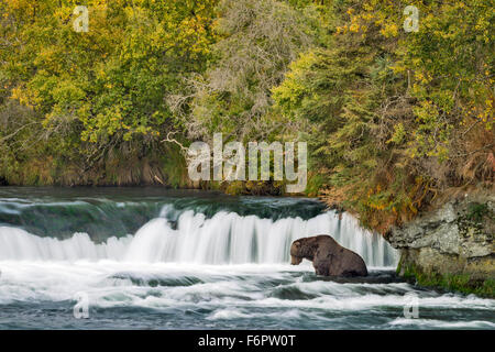 A large male brown bear waits patiently beneath Brooks Falls to catch a Sockeye salmon Stock Photo