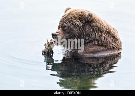 Female brown bear feeding on salmon Stock Photo