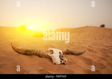 Animal skull in the desert Stock Photo