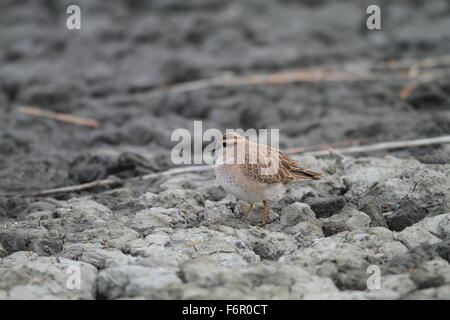 Eurasian Dotterel (Charadrius morinellus) in Japan Stock Photo