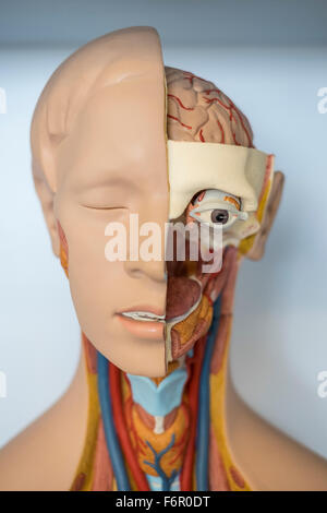 human anatomy medical model anatomical biology Stock Photo