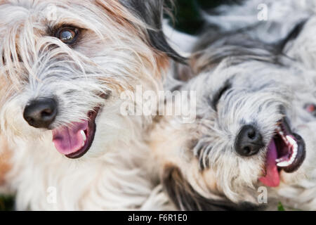 Headshots of two smiling light colored white gray shaggy terrier dogs close together shot from above mouths open white teeth Stock Photo