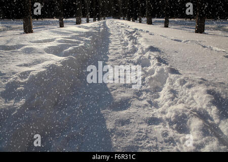 Snow covered road lined with trees at night Stock Photo