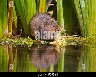 European water vole feeding on river bank Stock Photo