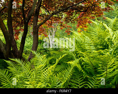 View across the Fernery Garden at Newstead Abbey near Ravenshead Nottinghamshire England UK former home of Lord Byron Stock Photo