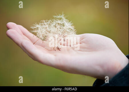 Dandelion seeds on hand closeup, man holding heap of Taraxacum shed fluffy seeds, withered perennial in the Asteraceae family... Stock Photo