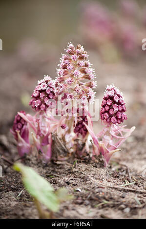 Petasites hybridus blooming, butterbur herbaceous perennial in the Asteraceae family flowering plant clump, other names bog ...