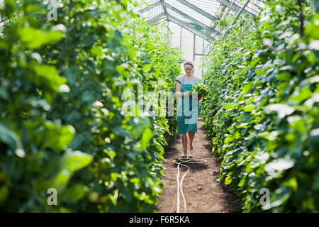 Female gardener among tomato plants in greenhouse Stock Photo - Alamy