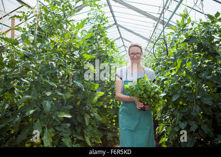 Female gardener among tomato plants in greenhouse Stock Photo