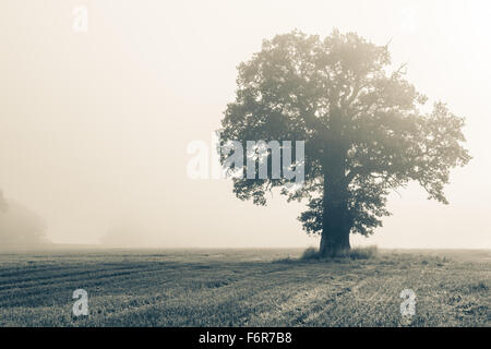 Sormland, Sweden: Single big oak tree on a field in backlight with split tone effect. Stock Photo