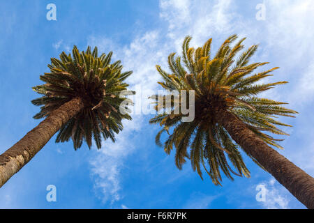 Twin palms with a blue sky in background. San Antonio de Areco, Argentina. Stock Photo