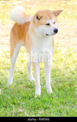 A front profile view of a young beautiful white and red Akita Inu dog standing on the grass. Japanese Akita dogs are distinctive Stock Photo