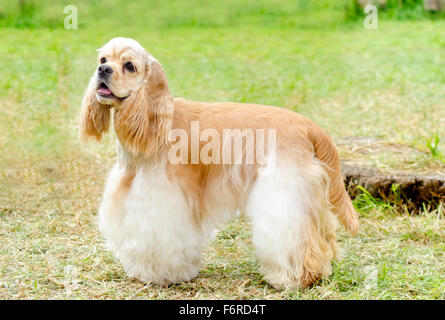 A small, young beautiful fawn, light cream and white American Cocker Spaniel dog standing on the grass, with its coat clipped in Stock Photo