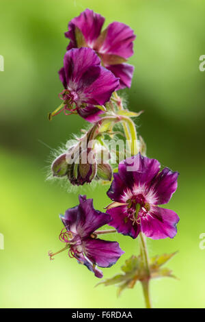 Close up of the flowers on a stem of the dusky cranesbill, Geranium phaeum 'Samobor' Stock Photo