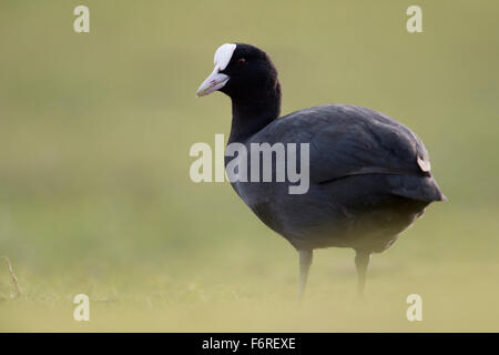 Black Coot / Coot / Eurasian Coot / Blässralle ( Fulica atra ) stands on grassland in soft atmosphere, bokeh. Stock Photo
