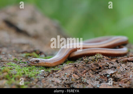 Adult Slow Worm / Blindschleiche ( Anguis fragilis ) laying on natural ground darting its tongue in and out. Stock Photo