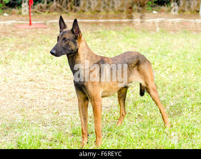 A young, beautiful, black and mahogany Belgian Shepherd Dog standing on the grass. Belgian Malinois are working dogs, very intel Stock Photo