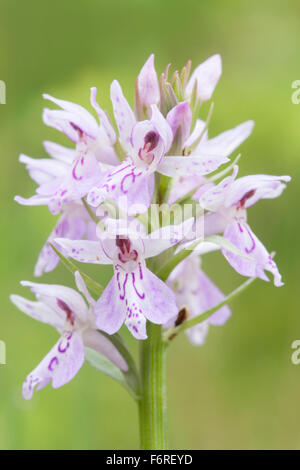 Inflorescence of Dactylorhiza maculata / Heath Spotted Orchid / Geflecktes Knabenkraut. Stock Photo