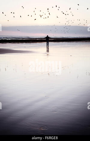 Man and a flock of seagulls on a beach at dawn. Northumberland, England Stock Photo