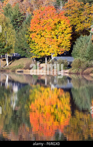 Brilliantly colored tree reflected in a glassy, smooth, blue lake.  Natural autumn colors in Upper Michigan. Stock Photo