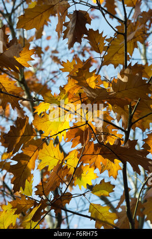 Quercus rubra. Red Oak tree leaf canopy in autumn changing colour. UK