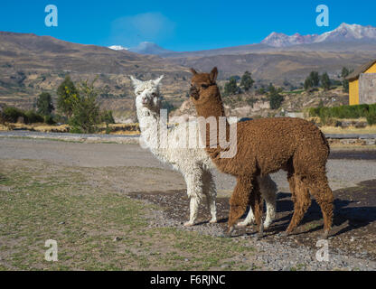 Peruvian alpacas Stock Photo