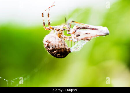 Garden spider Araneus diadematus Single adult macro with prey spinning web around crane fly UK England Stock Photo