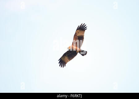 Brahminy Kite (Haliastur indus) Stock Photo