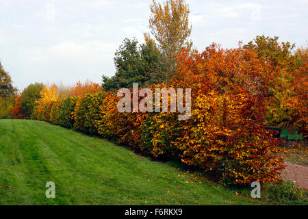 FAGUS SYLVATICA. BEECH HEDGE IN AUTUMN. Stock Photo