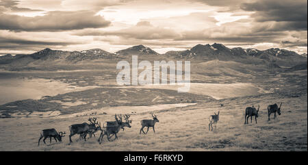Reindeer survey the fjords near Tromso in Northern Norway Stock Photo