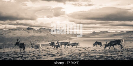Reindeer survey the fjords near Tromso in Northern Norway Stock Photo