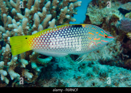 Checkerboard Wrasse, Halichoeres hortulanus, on coral reef in Hamata, Red Sea, Egypt Stock Photo