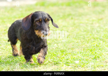 A young beautiful dapple black and tan Wirehaired Dachshund walking on the grass. The little hotdog dog is distinctive for being Stock Photo