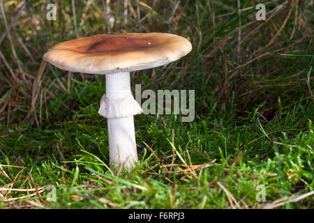 Blusher, blushing mushroom, Perlpilz, Rötender Wulstling, Perlen-Wulstling, Amanita rubescens Stock Photo