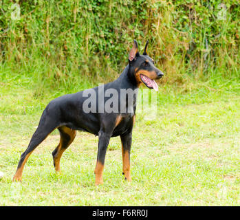 A young, beautiful, black and tan Doberman Pinscher standing on the ...