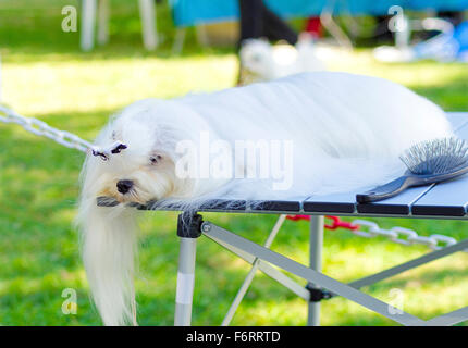 A small beautiful and adorable white maltese dog sleeping after being groomed by a professional groomer untangling its coat and