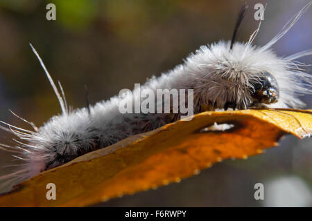 Poisonous white Hickory Tussock Moth Caterpillar on orange fall leaf Stock Photo