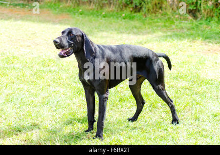 A young, beautiful black German Shorthaired Pointer dog standing on the grass The German Short-haired Pointing Dog has long flop Stock Photo