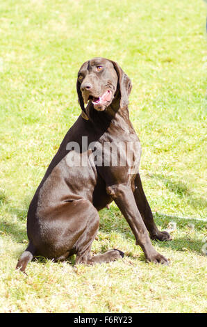A young, beautiful, liver, brown German Shorthaired Pointer dog sitting on the grass The German Short-haired Pointing Dog has lo Stock Photo