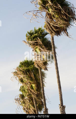 Natural California palm trees on a bright sunny day Stock Photo