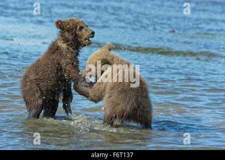 Two Grizzly Bear Spring Cubs, Ursus arctos, playing in the water with one biting the paw of the other, Cook Inlet, Alaska, USA Stock Photo