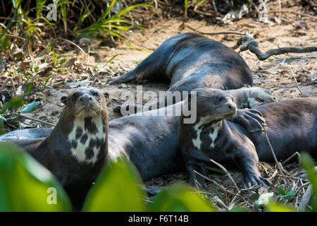 Group of Giant River Otters, showing webbed feet, Pteronula brasiliensis, in the Pantanal, Mato Grosso, Brazil, South America Stock Photo