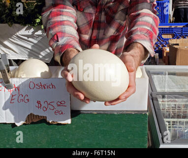 Empty Ostrich eggs for sale at the Union Square Green Market in Manhattan, New York City. Stock Photo