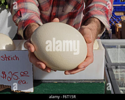 Empty ostrich eggs for sale for $25 at the Union Square Green Market in Manhattan, New York City. Stock Photo