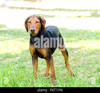 what does a 1 month old greek harehound puppy like to eat