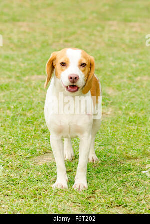 A young, beautiful, white and orange Istrian Shorthaired Hound puppy dog standing on the lawn. The Istrian Short haired Hound is Stock Photo