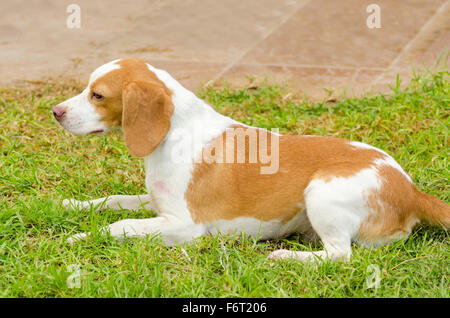 A young, beautiful, white and orange Istrian Shorthaired Hound puppy dog sitting on the lawn. The Istrian Short haired Hound is Stock Photo