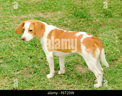 A young, beautiful, white and orange Istrian Shorthaired Hound puppy dog standing on the lawn. The Istrian Short haired Hound is Stock Photo